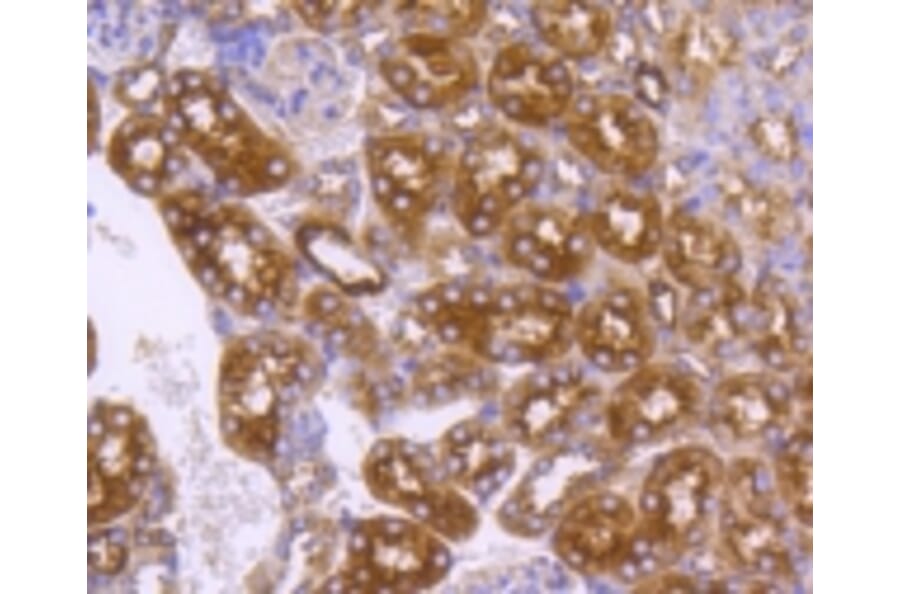 Anti-DNAJC15 Antibody from Bioworld Technology (BS9909M) - Antibodies.com