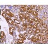 Anti-DNAJC15 Antibody from Bioworld Technology (BS9909M) - Antibodies.com