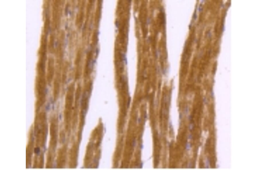 Anti-DNAJC15 Antibody from Bioworld Technology (BS9909M) - Antibodies.com
