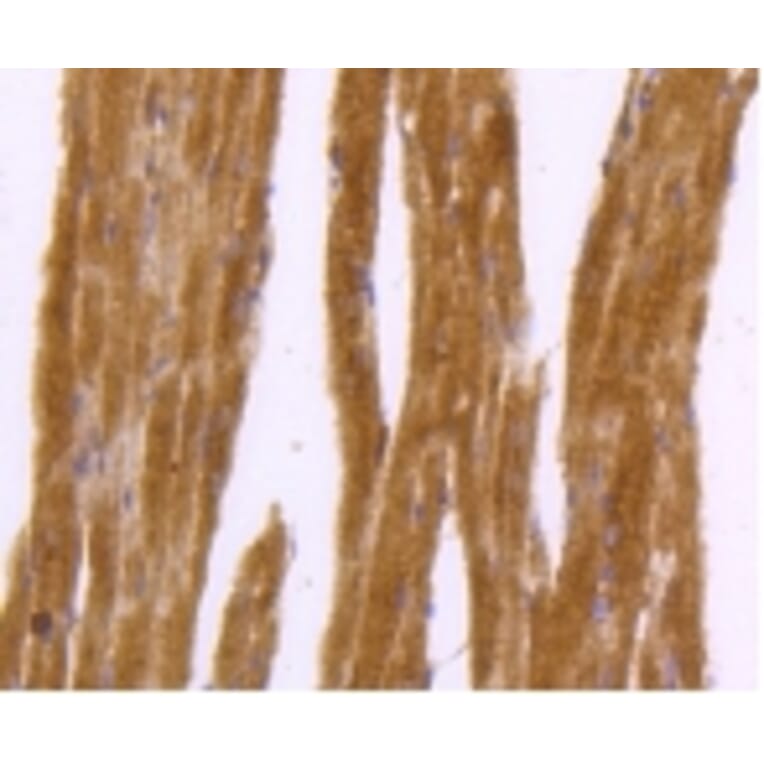 Anti-DNAJC15 Antibody from Bioworld Technology (BS9909M) - Antibodies.com