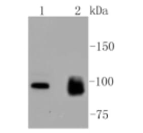 Anti-MKLP1 Antibody from Bioworld Technology (BS9910M) - Antibodies.com