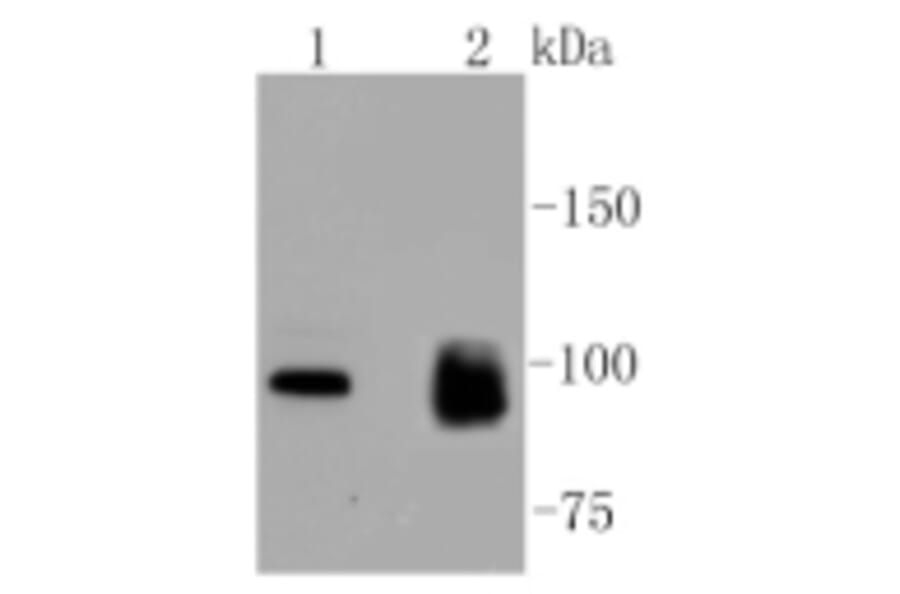 Anti-MKLP1 Antibody from Bioworld Technology (BS9910M) - Antibodies.com