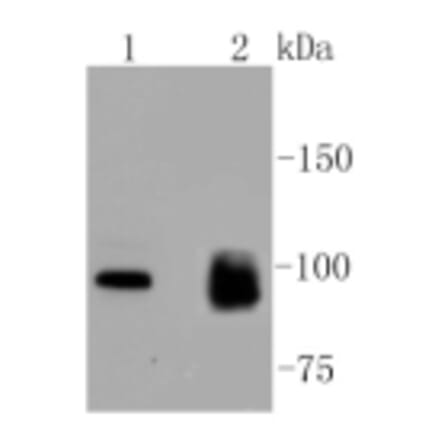 Anti-MKLP1 Antibody from Bioworld Technology (BS9910M) - Antibodies.com