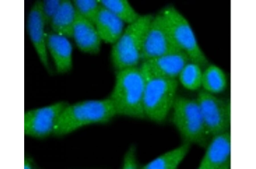 Anti-MKLP1 Antibody from Bioworld Technology (BS9910M) - Antibodies.com