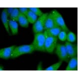 Anti-MKLP1 Antibody from Bioworld Technology (BS9910M) - Antibodies.com
