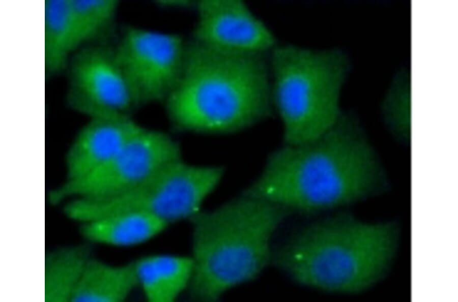 Anti-MKLP1 Antibody from Bioworld Technology (BS9910M) - Antibodies.com