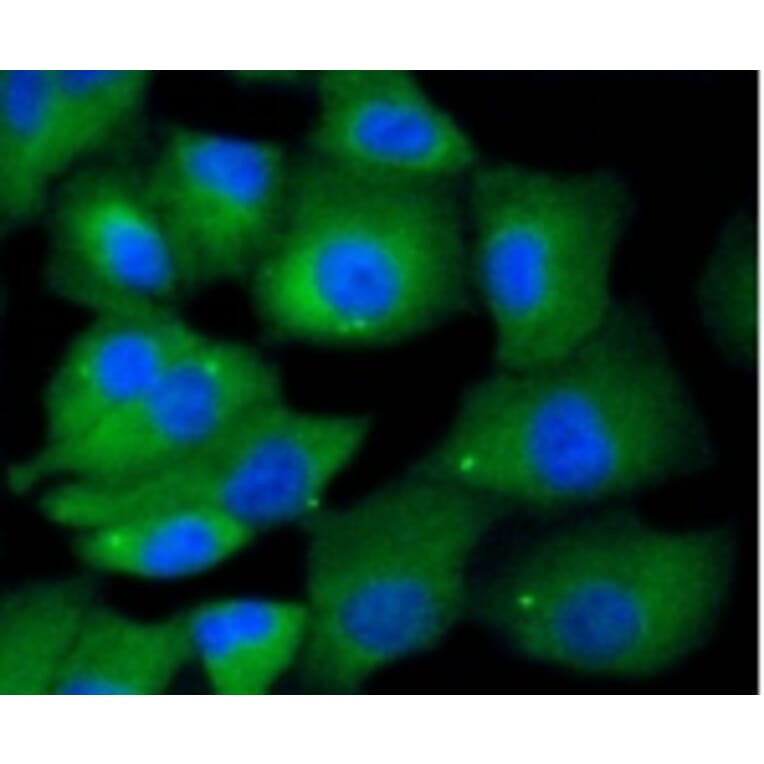 Anti-MKLP1 Antibody from Bioworld Technology (BS9910M) - Antibodies.com