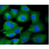 Anti-MKLP1 Antibody from Bioworld Technology (BS9910M) - Antibodies.com
