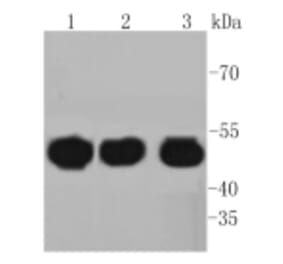 Anti-HAPLN1 Antibody from Bioworld Technology (BS9911M) - Antibodies.com