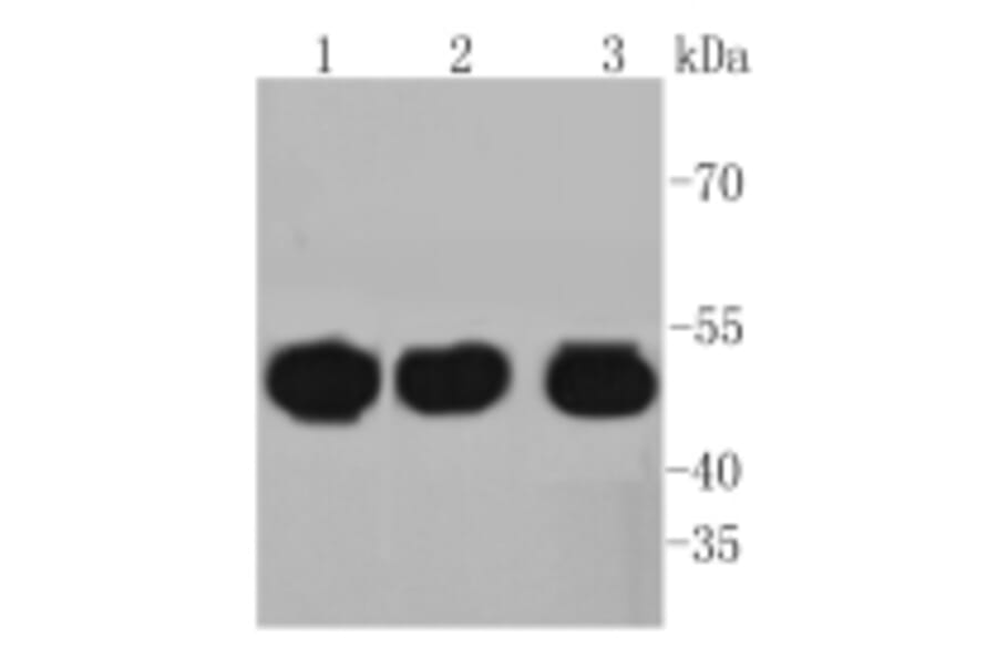 Anti-HAPLN1 Antibody from Bioworld Technology (BS9911M) - Antibodies.com