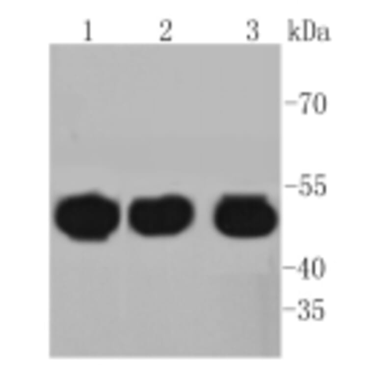 Anti-HAPLN1 Antibody from Bioworld Technology (BS9911M) - Antibodies.com
