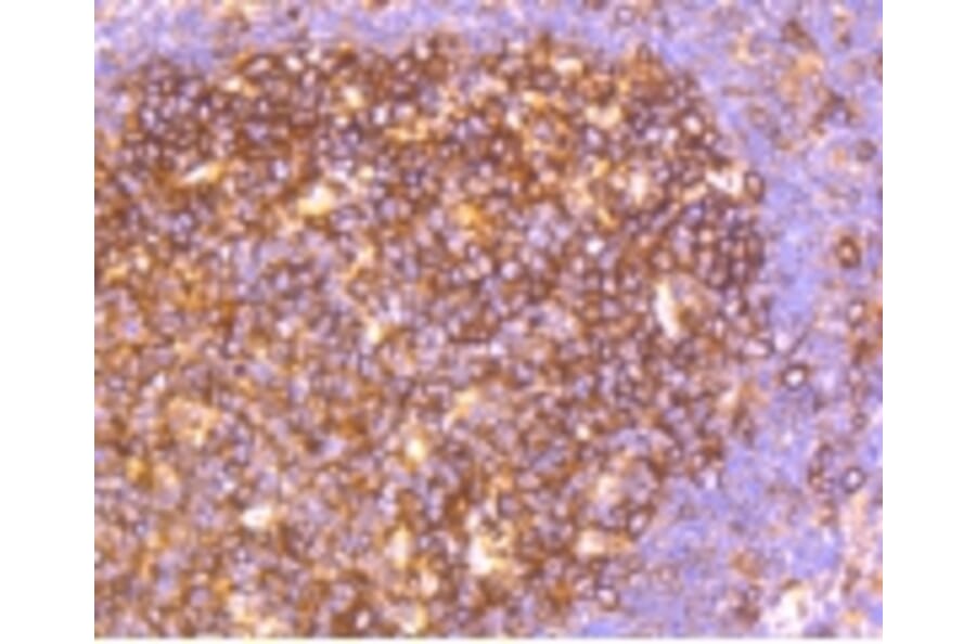Anti-HAPLN1 Antibody from Bioworld Technology (BS9911M) - Antibodies.com