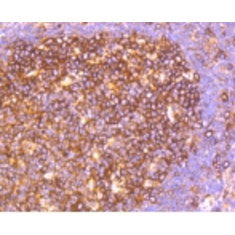 Anti-HAPLN1 Antibody from Bioworld Technology (BS9911M) - Antibodies.com