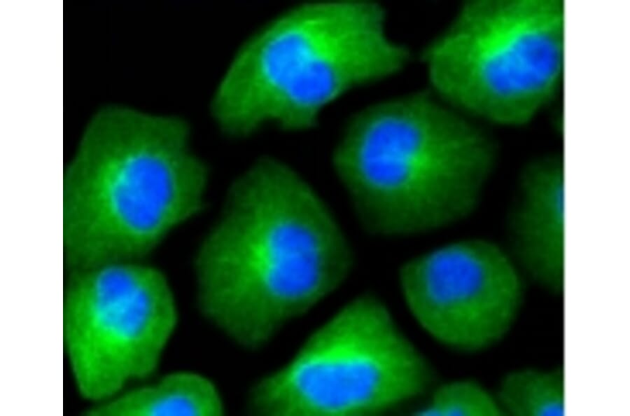 Anti-HAPLN1 Antibody from Bioworld Technology (BS9911M) - Antibodies.com