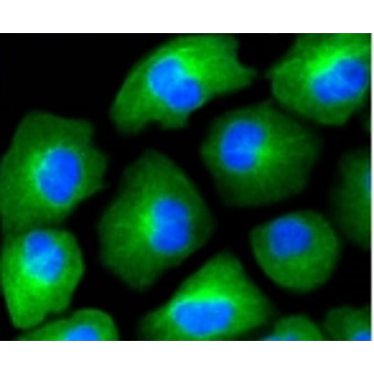 Anti-HAPLN1 Antibody from Bioworld Technology (BS9911M) - Antibodies.com