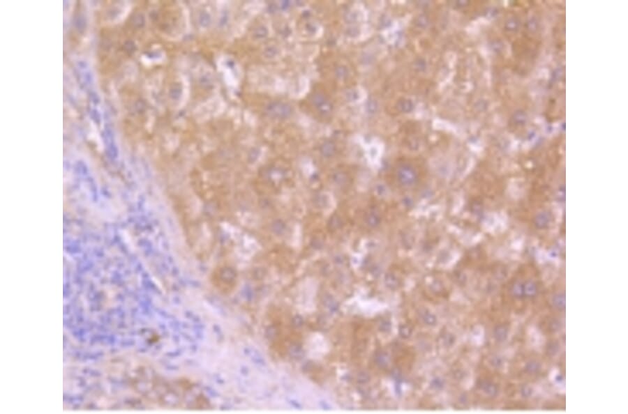 Anti-HAPLN1 Antibody from Bioworld Technology (BS9911M) - Antibodies.com