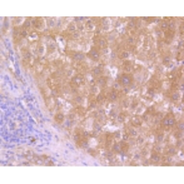 Anti-HAPLN1 Antibody from Bioworld Technology (BS9911M) - Antibodies.com