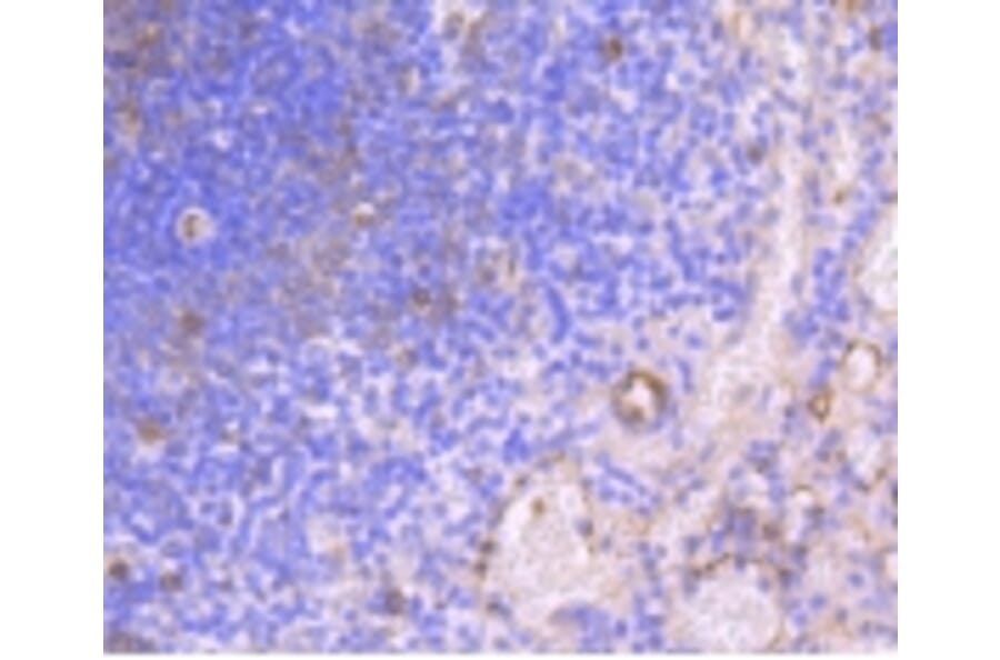 Anti-HAPLN1 Antibody from Bioworld Technology (BS9911M) - Antibodies.com