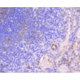 Anti-HAPLN1 Antibody from Bioworld Technology (BS9911M) - Antibodies.com