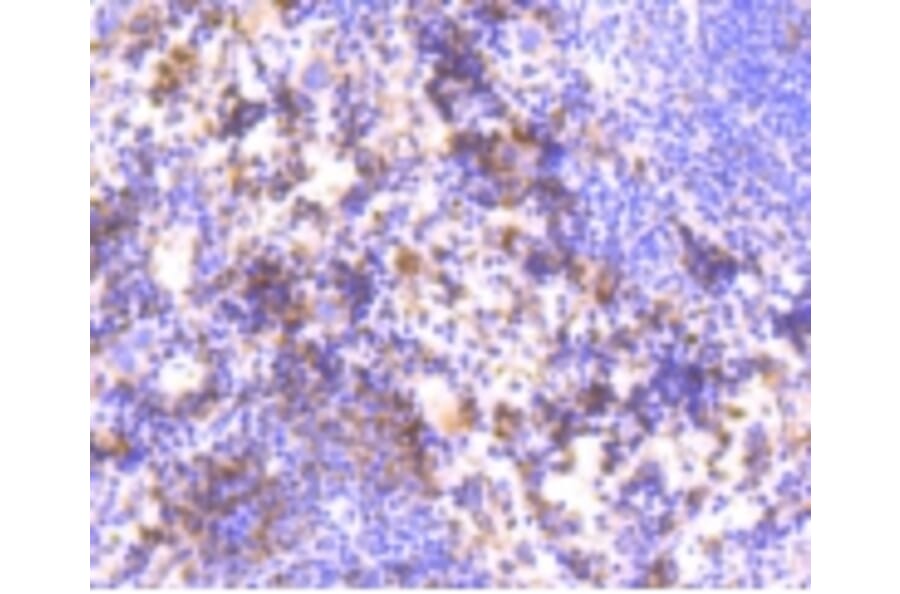 Anti-HAPLN1 Antibody from Bioworld Technology (BS9911M) - Antibodies.com