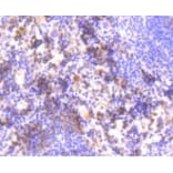 Anti-HAPLN1 Antibody from Bioworld Technology (BS9911M) - Antibodies.com
