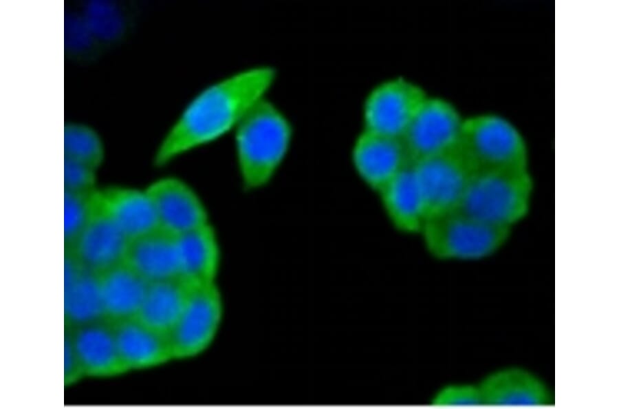 Anti-HAPLN1 Antibody from Bioworld Technology (BS9911M) - Antibodies.com