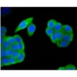 Anti-HAPLN1 Antibody from Bioworld Technology (BS9911M) - Antibodies.com
