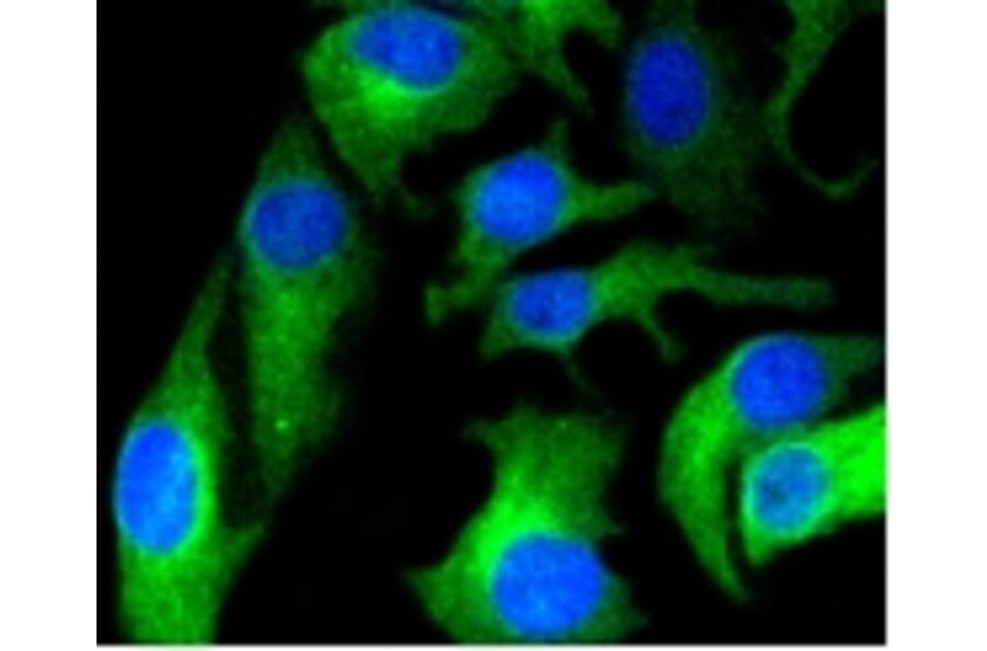 Anti-HAPLN1 Antibody from Bioworld Technology (BS9911M) - Antibodies.com