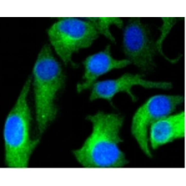 Anti-HAPLN1 Antibody from Bioworld Technology (BS9911M) - Antibodies.com