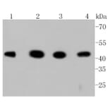 Anti-GSK3β Antibody from Bioworld Technology (BS9912M) - Antibodies.com