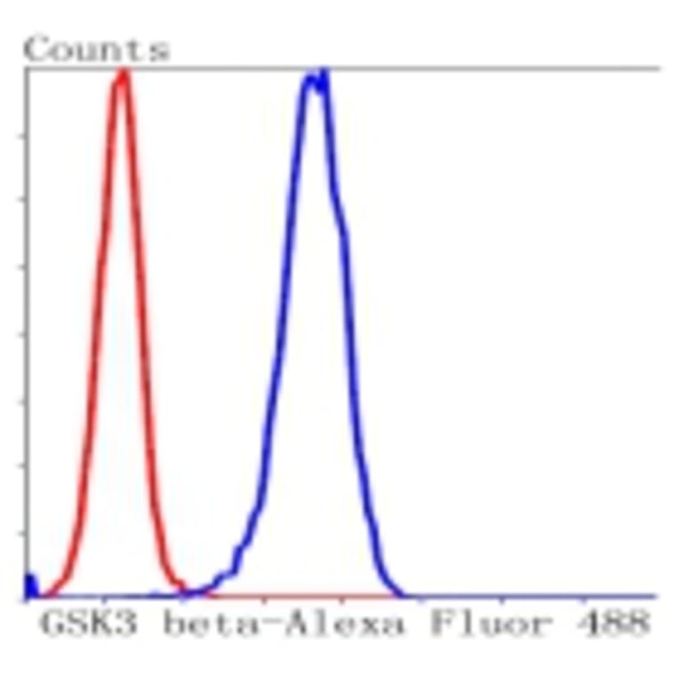 Anti-GSK3β Antibody from Bioworld Technology (BS9912M) - Antibodies.com