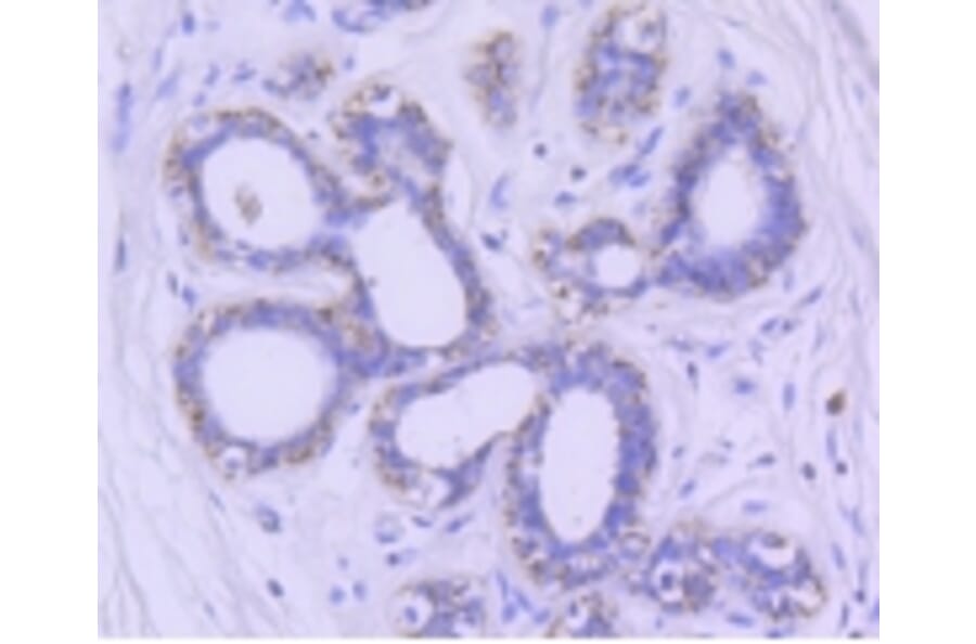 Anti-GSK3β Antibody from Bioworld Technology (BS9912M) - Antibodies.com