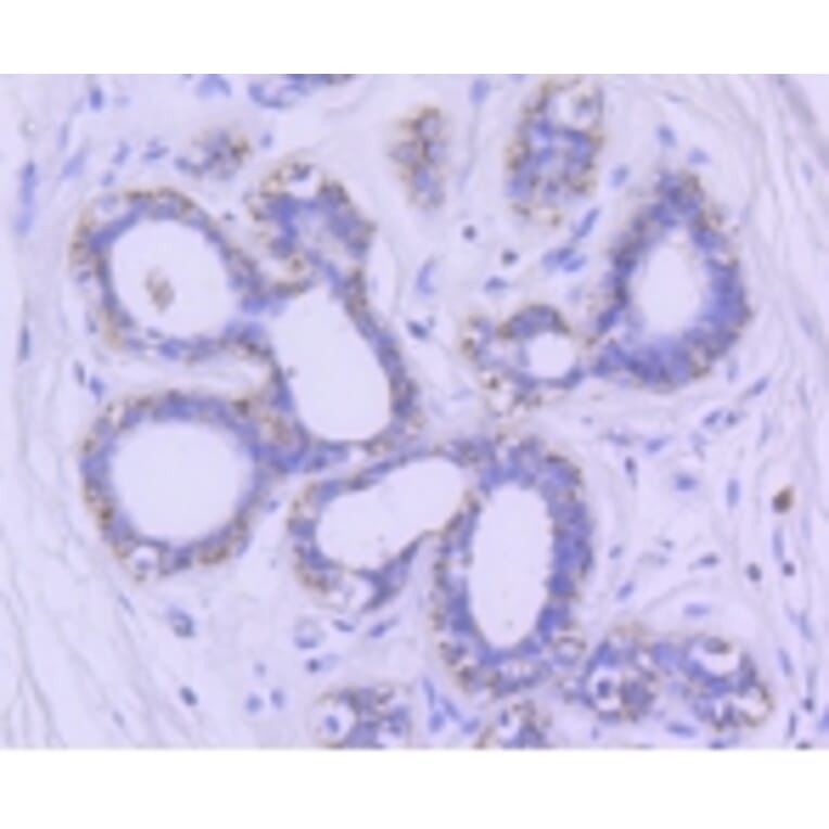 Anti-GSK3β Antibody from Bioworld Technology (BS9912M) - Antibodies.com