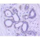 Anti-GSK3β Antibody from Bioworld Technology (BS9912M) - Antibodies.com