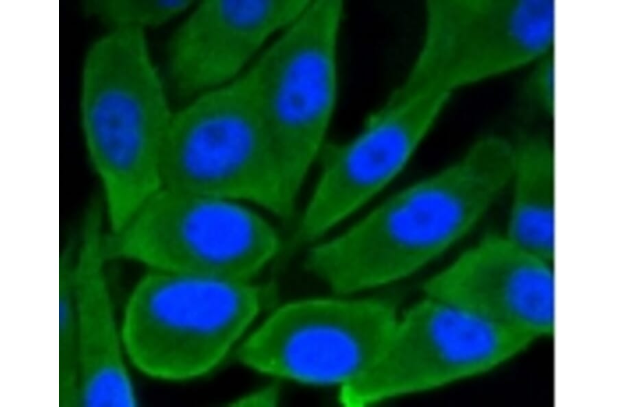 Anti-GSK3β Antibody from Bioworld Technology (BS9912M) - Antibodies.com