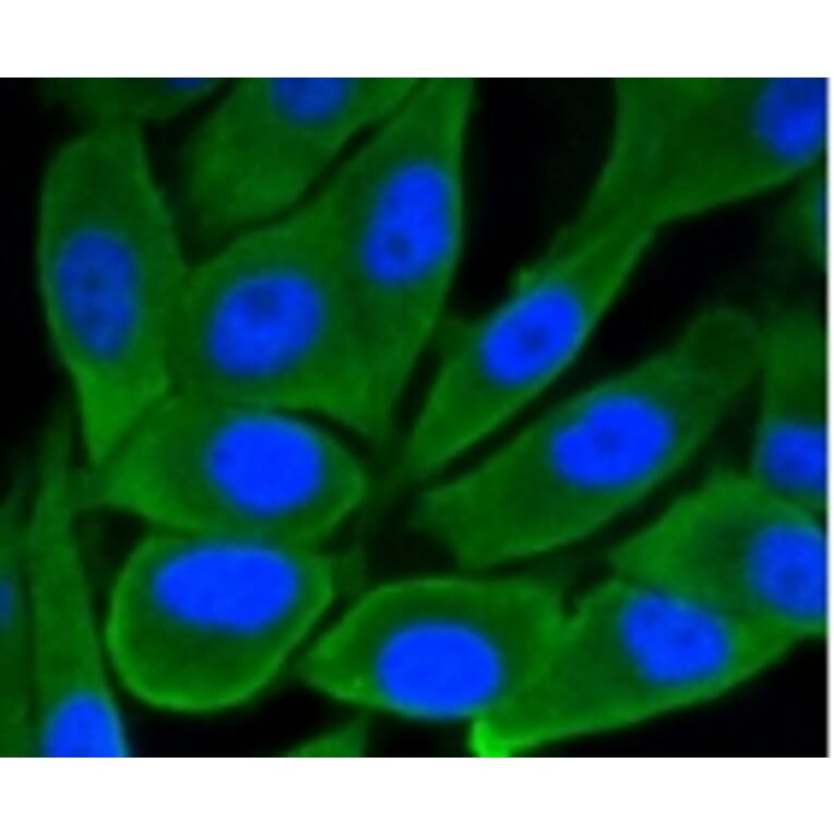 Anti-GSK3β Antibody from Bioworld Technology (BS9912M) - Antibodies.com