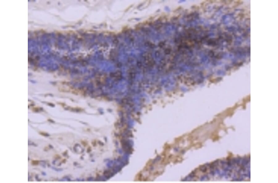 Anti-GSK3β Antibody from Bioworld Technology (BS9912M) - Antibodies.com