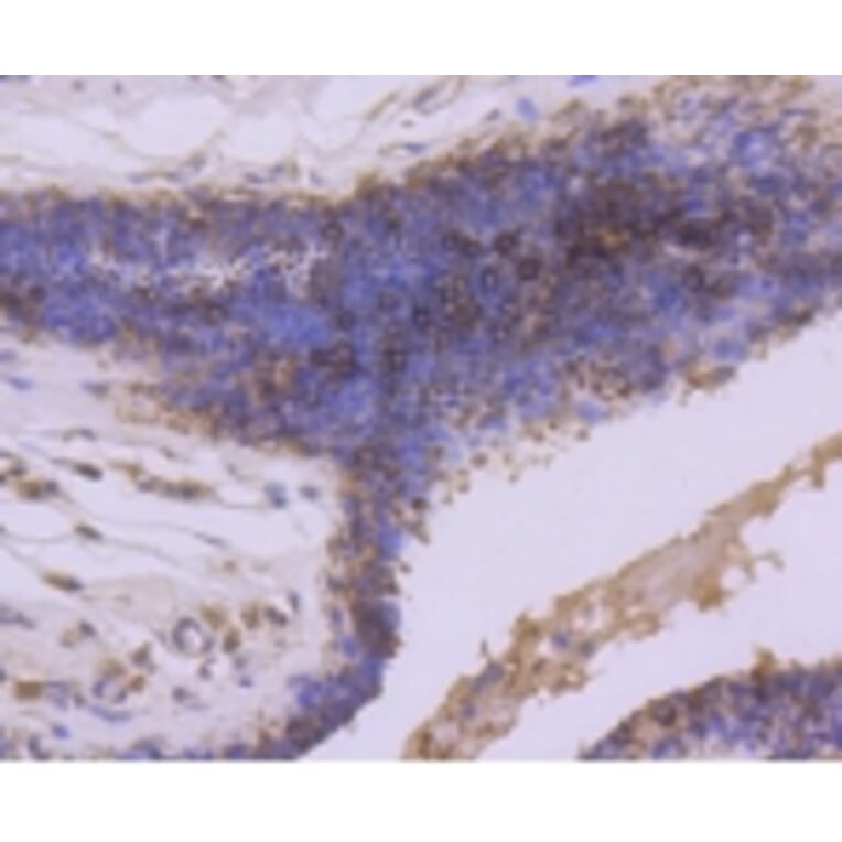 Anti-GSK3β Antibody from Bioworld Technology (BS9912M) - Antibodies.com