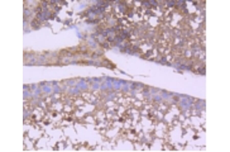 Anti-GSK3β Antibody from Bioworld Technology (BS9912M) - Antibodies.com