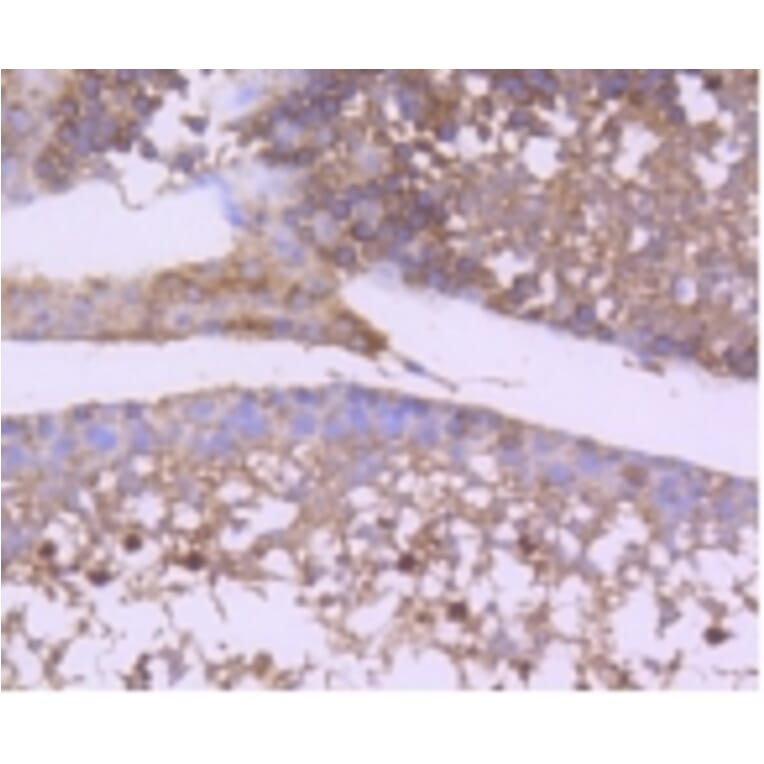 Anti-GSK3β Antibody from Bioworld Technology (BS9912M) - Antibodies.com