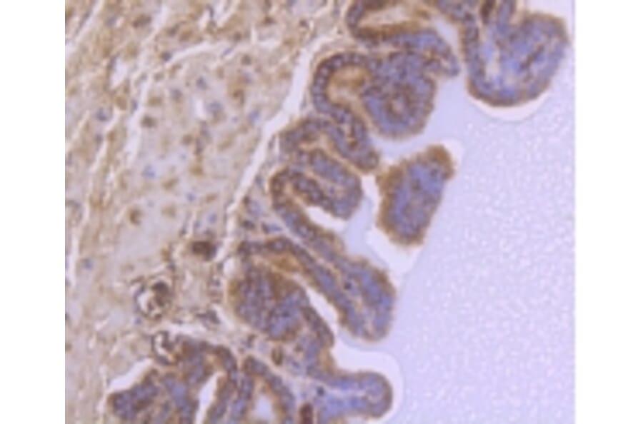 Anti-GSK3β Antibody from Bioworld Technology (BS9912M) - Antibodies.com