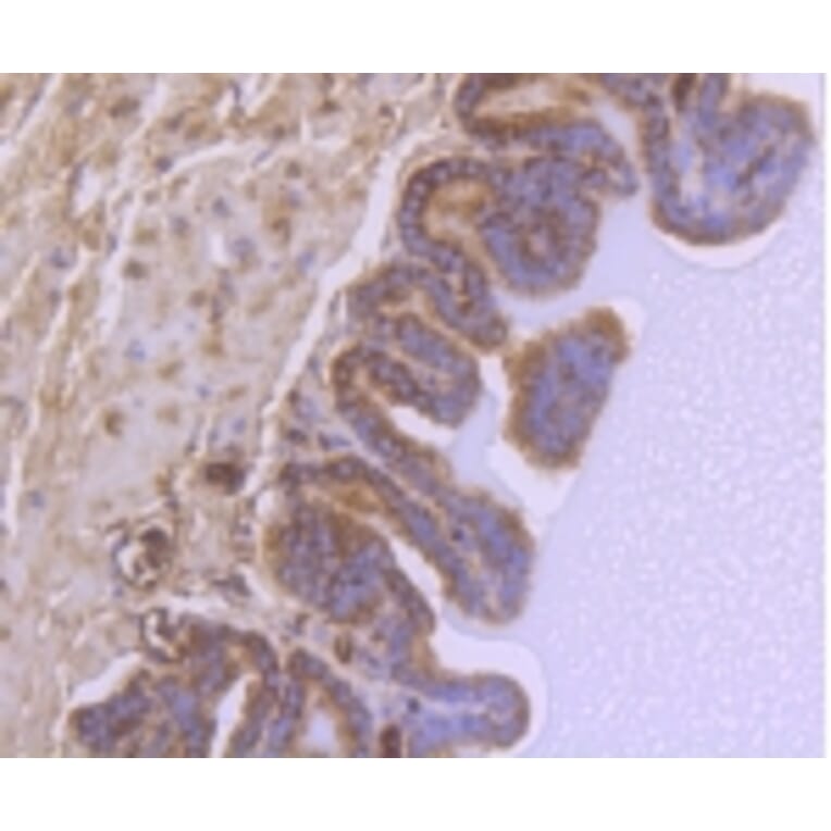 Anti-GSK3β Antibody from Bioworld Technology (BS9912M) - Antibodies.com