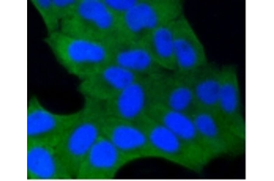 Anti-GSK3β Antibody from Bioworld Technology (BS9912M) - Antibodies.com