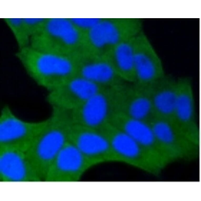Anti-GSK3β Antibody from Bioworld Technology (BS9912M) - Antibodies.com