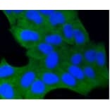 Anti-GSK3β Antibody from Bioworld Technology (BS9912M) - Antibodies.com