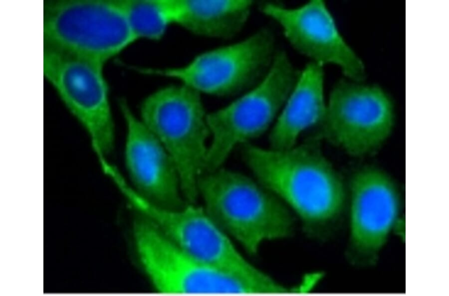 Anti-GSK3β Antibody from Bioworld Technology (BS9912M) - Antibodies.com