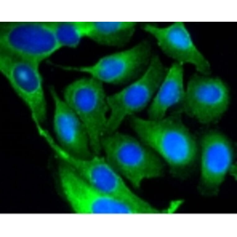 Anti-GSK3β Antibody from Bioworld Technology (BS9912M) - Antibodies.com