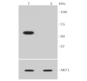 Anti-AKT (phospho-Ser473) Antibody from Bioworld Technology (BS9913M) - Antibodies.com