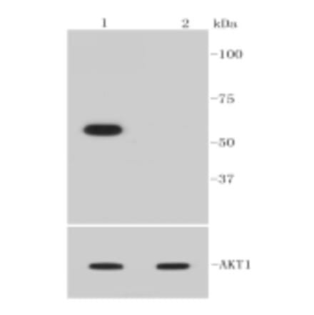 Anti-AKT (phospho-Ser473) Antibody from Bioworld Technology (BS9913M) - Antibodies.com