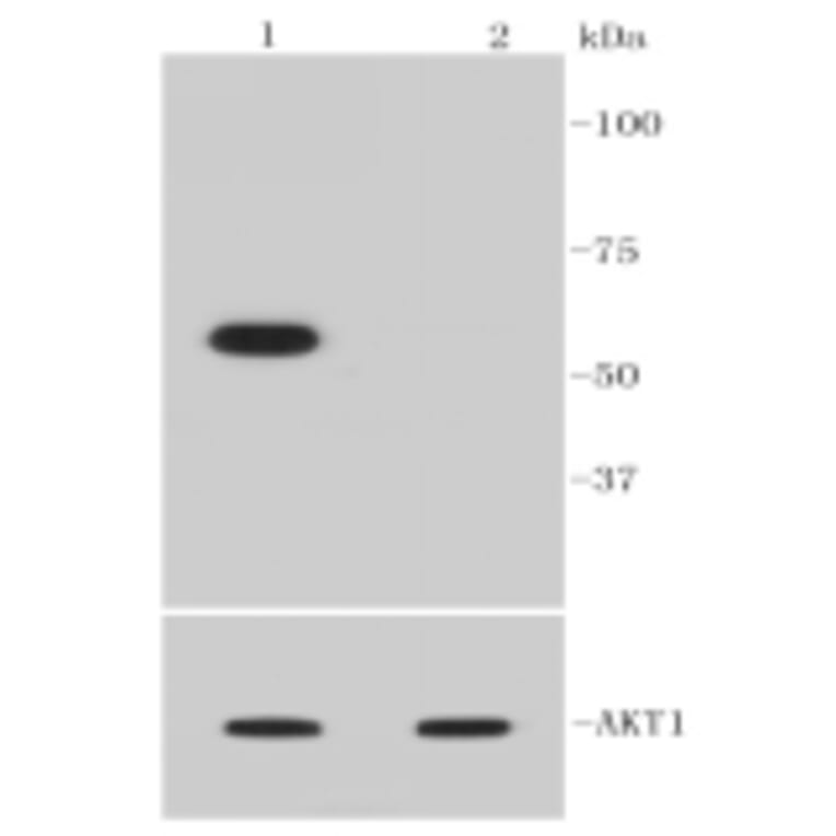 Anti-AKT (phospho-Ser473) Antibody from Bioworld Technology (BS9913M) - Antibodies.com